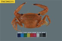 藏品(底棲短槳蟹)的圖片